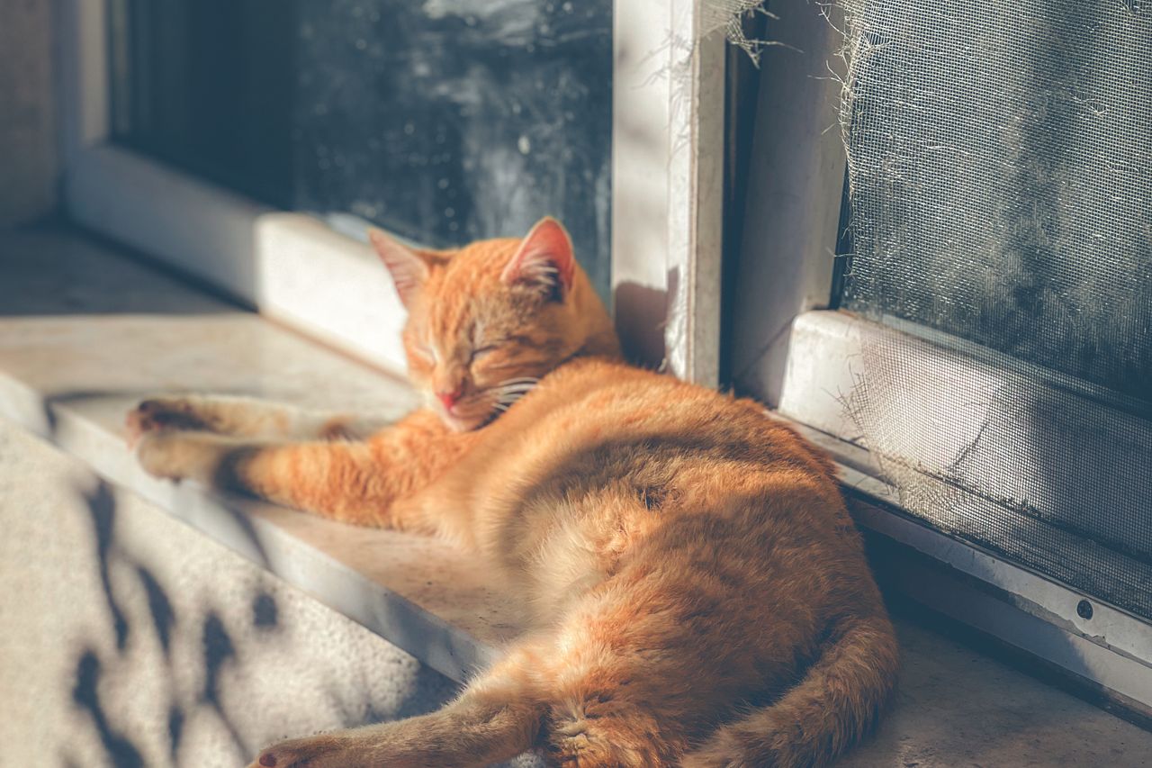 日向で眠る猫（暦・季節の暮らし）