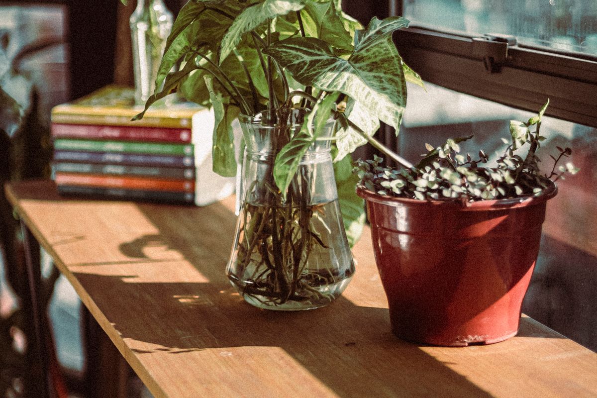陽の差す棚に並ぶ本と観葉植物（暮らしの気づき）